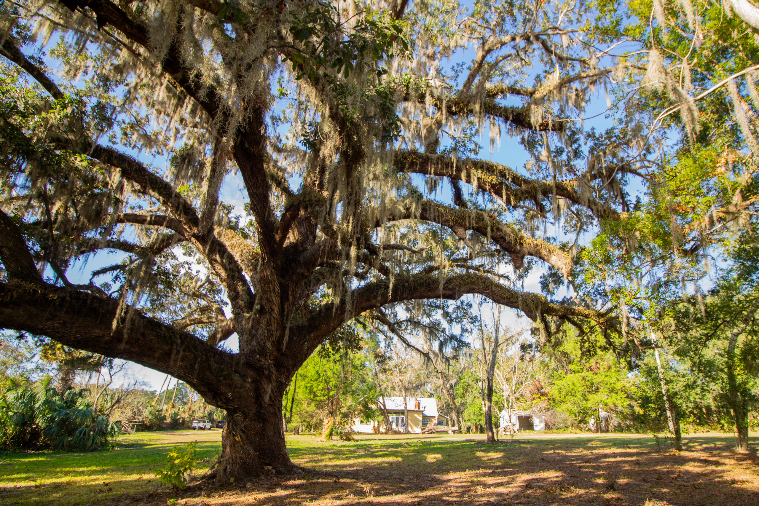 TheOak (9)